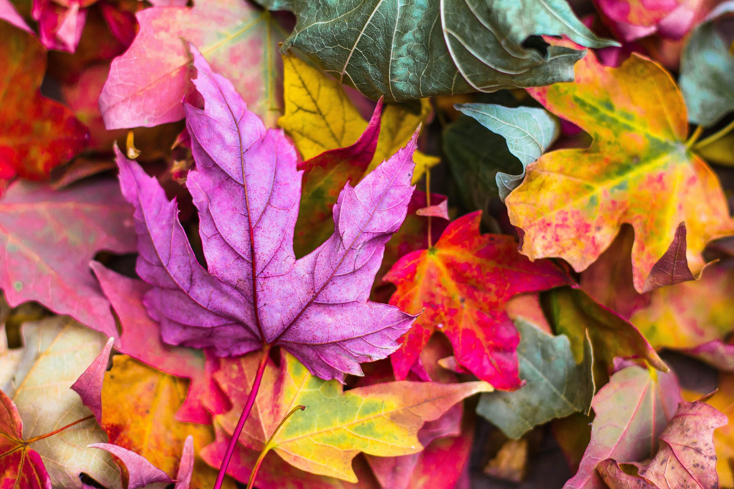 podzimní barevné listí