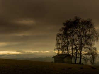 Podvečer, osamělá chata, strom se svěšenými větvemi.