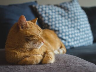 Zrzavá kočka pospává na gauči.