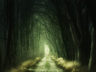 Lesní cesta temným lesem