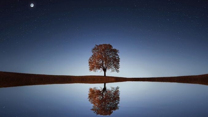 strom zrcadlící se v hladině jezera