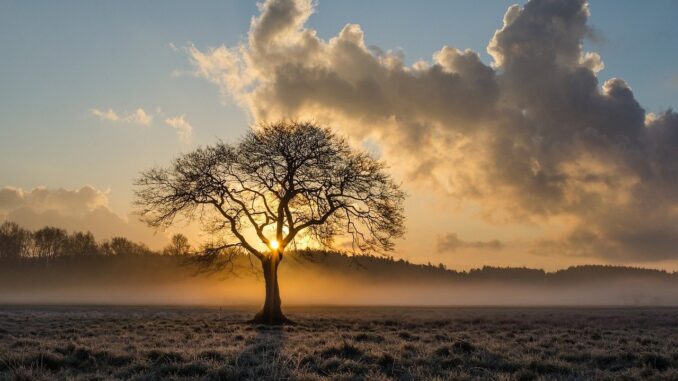 Osamělý strom v zimní krajině
