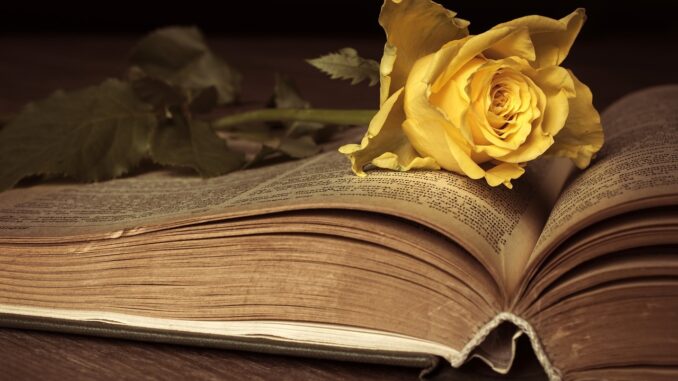 žlutá růže na otevřené staré pohádkové knížce.