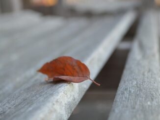Podzimní list na opuštěné laviččce