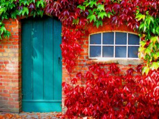 Dveře a okno ve zdi obrostlé červeným listím.