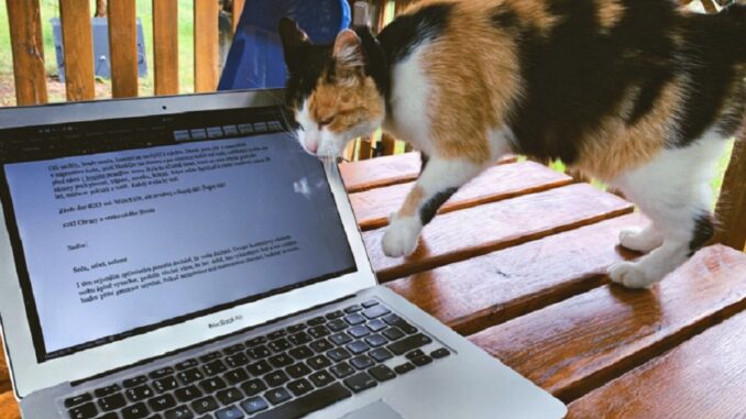 Kočka se otírá o monitor notebooku.