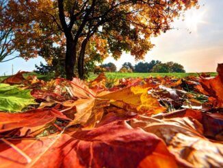 Listopad, popadané barevné listy pod stromem.