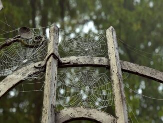 František Niedl: Pavoučí síť