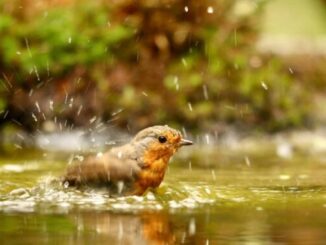 Leander Khil: Příručka k pozorování ptáků