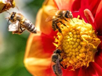 Helen Jukes: Srdce včely má pět komor