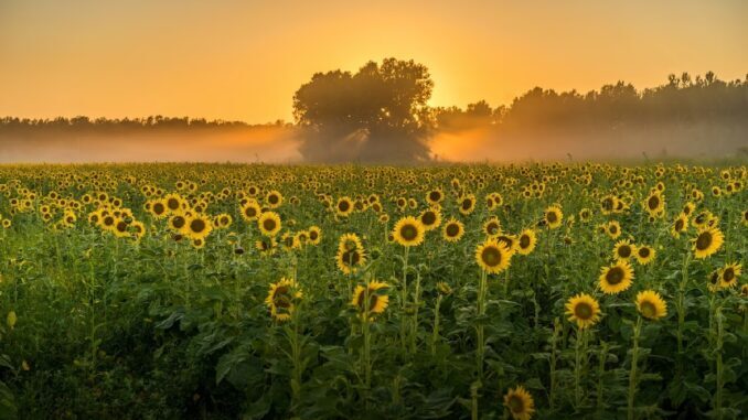 Moje Květomluva aneb Řekni to květinou - 6. díl