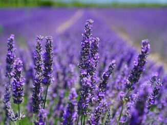 Jako v Provence se můžete cítit díky krásné aktivitě rodiny Bízových, která provozuje ve Starovičkách na Břeclavsku levandulovou farmu: pole, obchod i chráněnou dílnu.