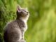 Brigitte Rauth-Widmannová: Co má kočka na mysli