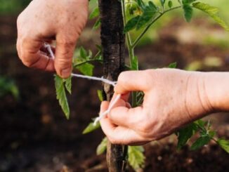 Klíč k úspěšné výsadbě ovocných stromů