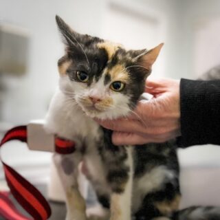 Adopce zvířátek na dálku