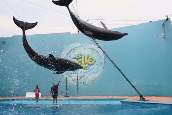 Expedice CHIMÉRA VII.