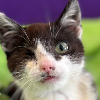 Adopce zvířátek na dálku