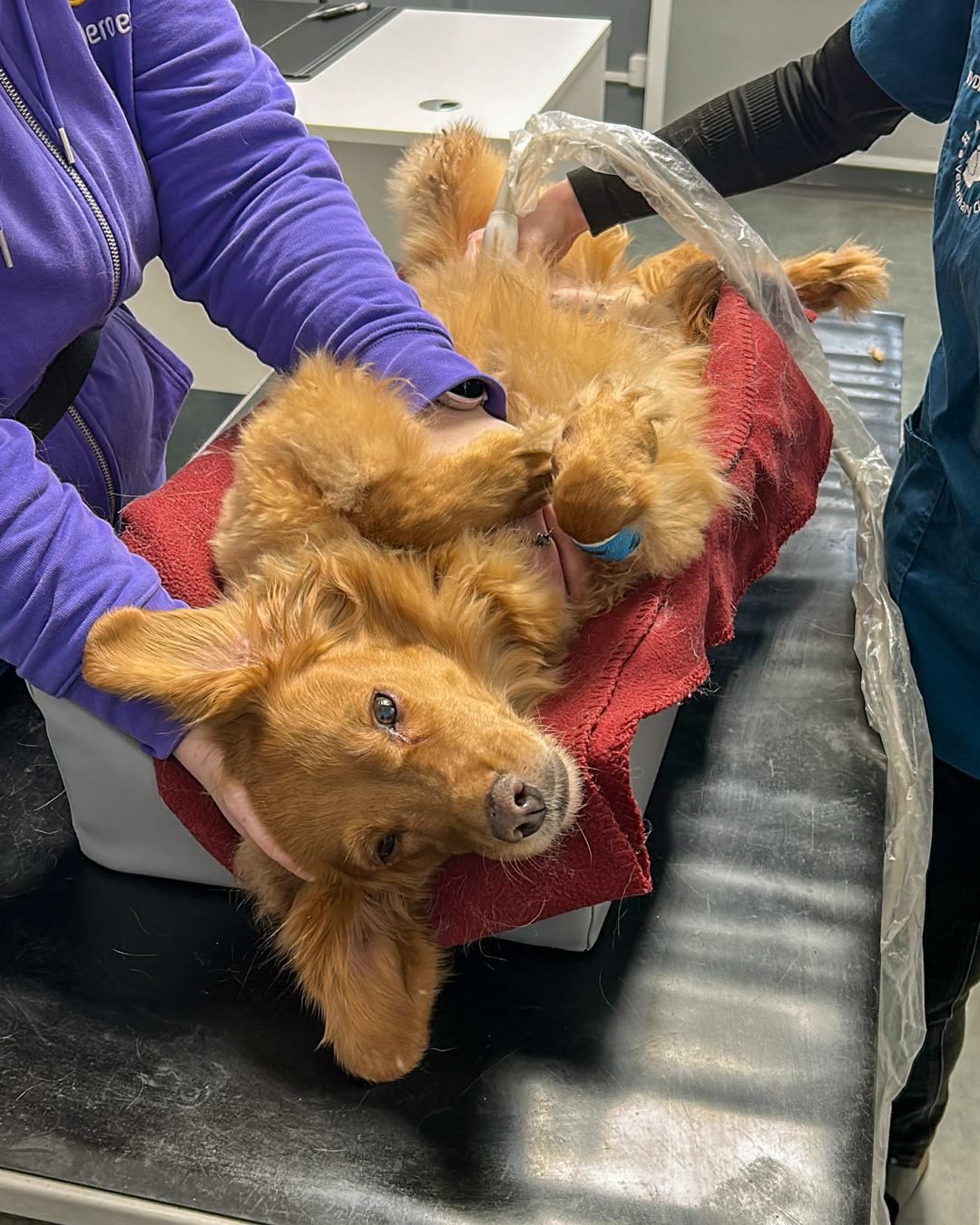 Fenka Malina byla vychrtlá a chyběla jí srst