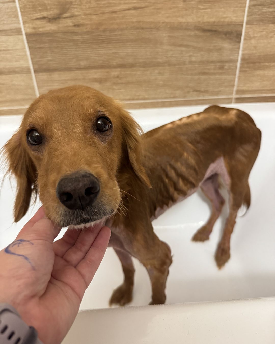 Fenka Malina byla vychrtlá a chyběla jí srst