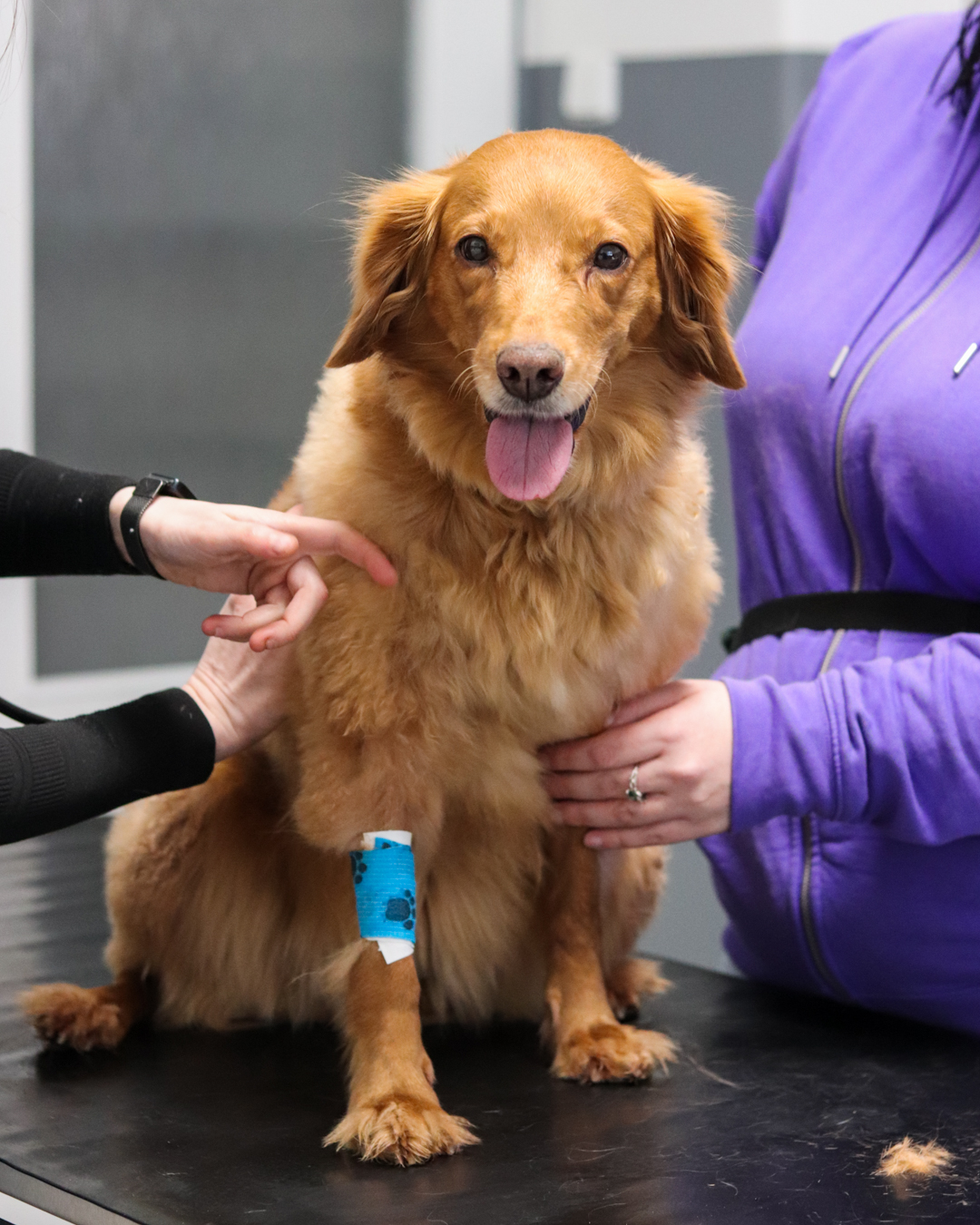 Fenka Malina byla vychrtlá a chyběla jí srst