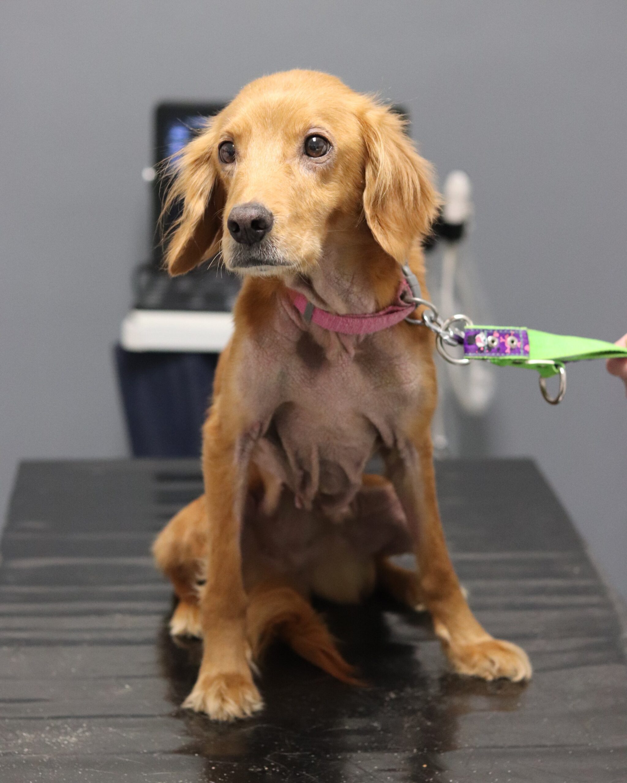 Fenka Malina byla vychrtlá a chyběla jí srst