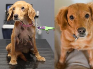 Fenka Malina byla vychrtlá a chyběla jí srst, ale díky péči se proměnila k nepoznání