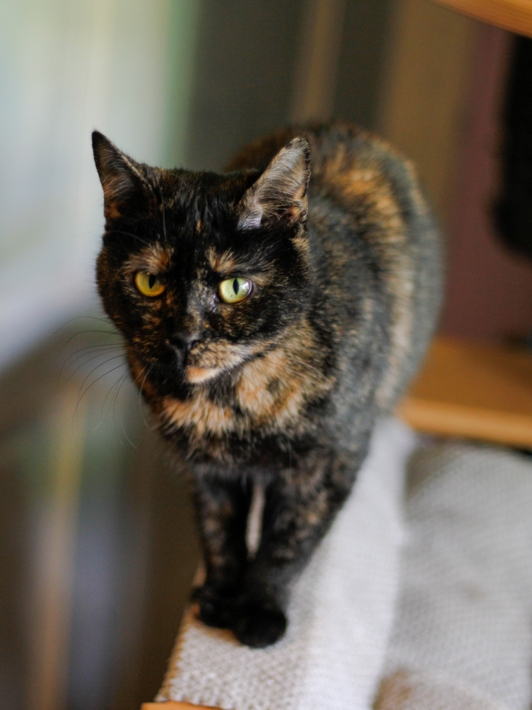 Nina hledá dočasnou péči