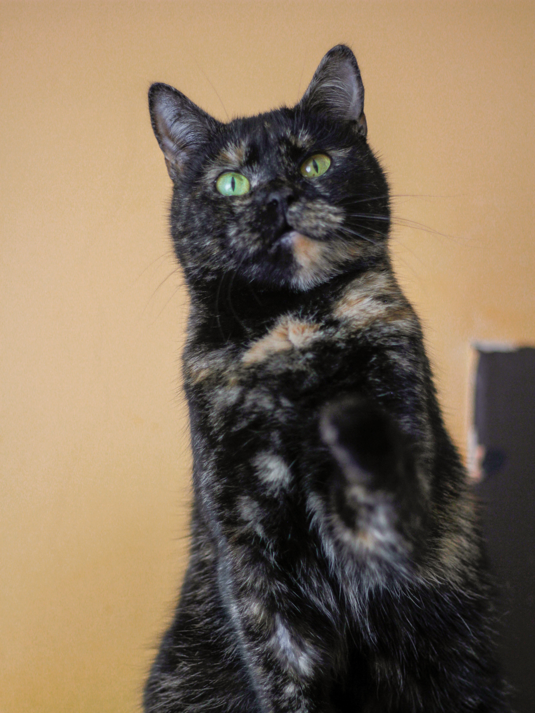 Nina hledá dočasnou péči