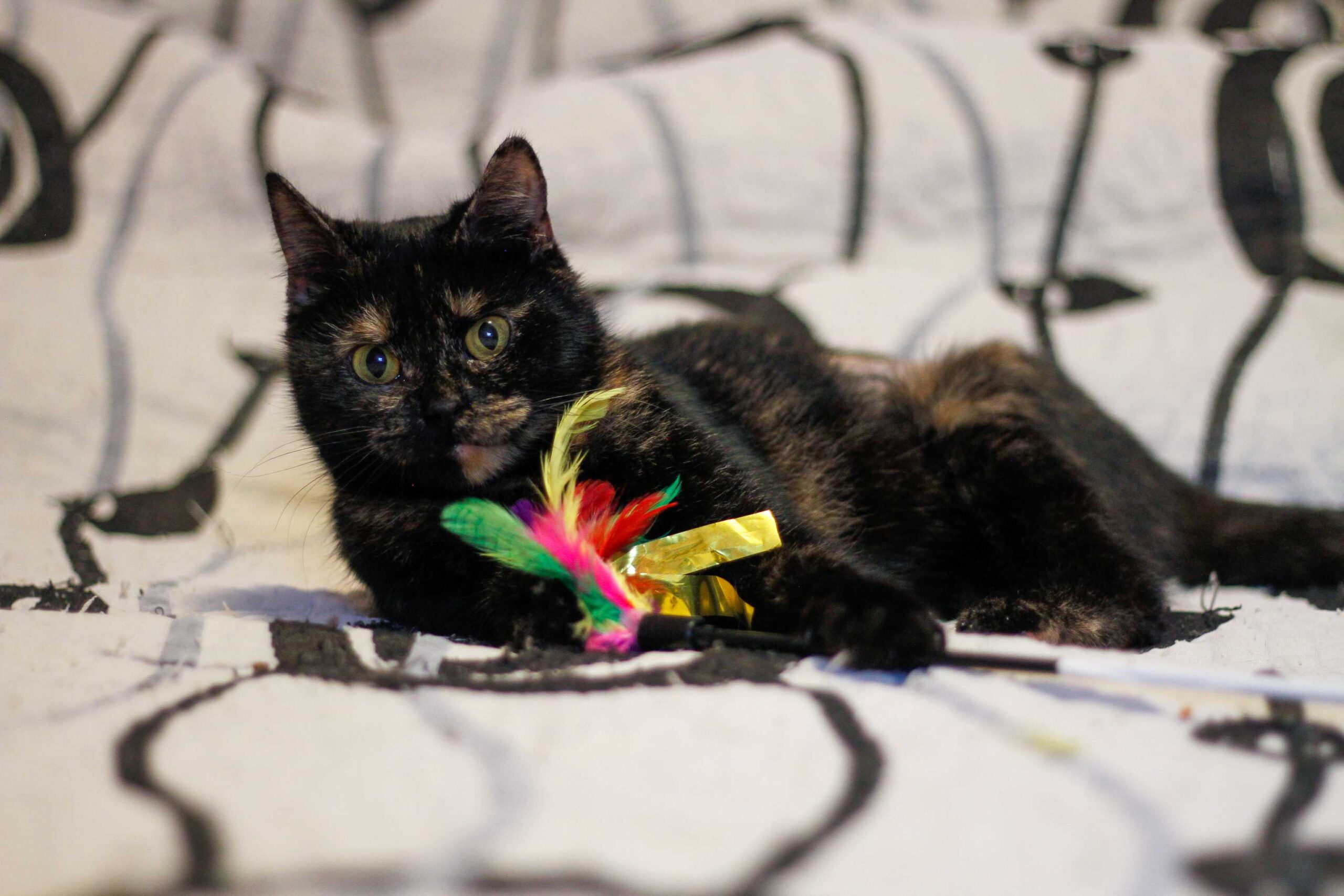 Nina hledá dočasnou péči