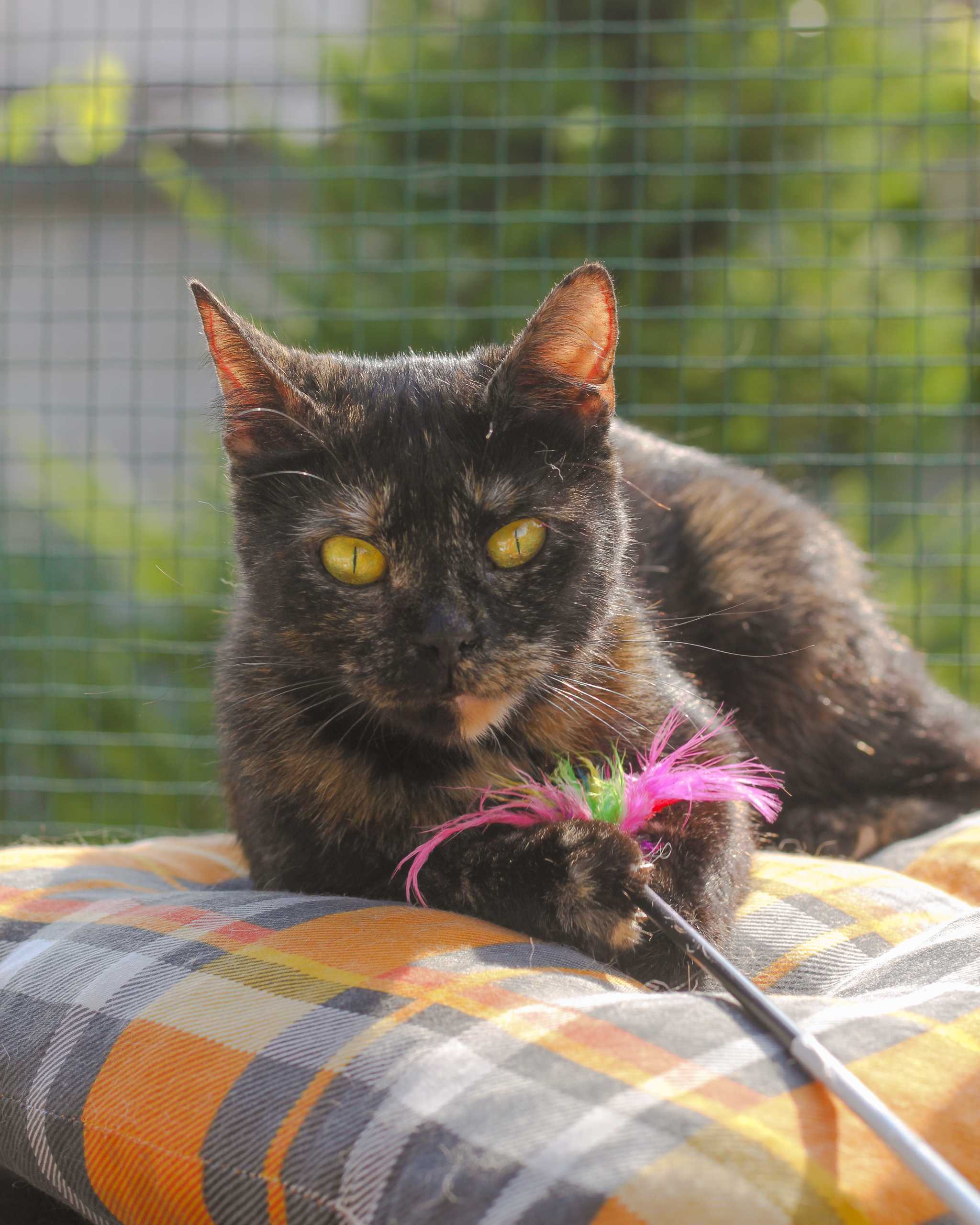 Nina hledá dočasnou péči