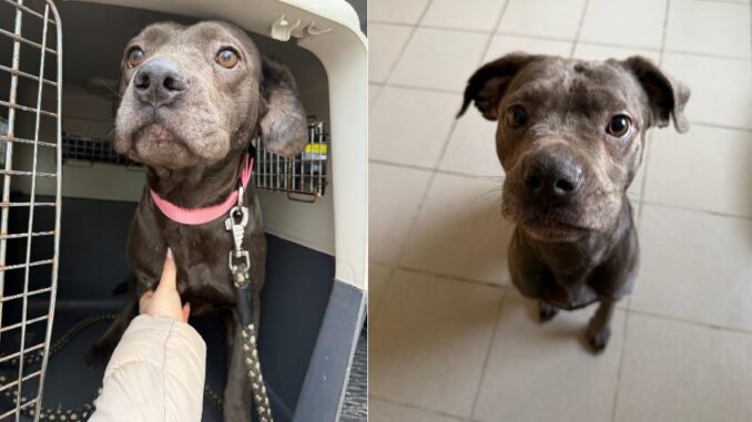 Fenka z nezvládnutého chovu v Pohořelicích