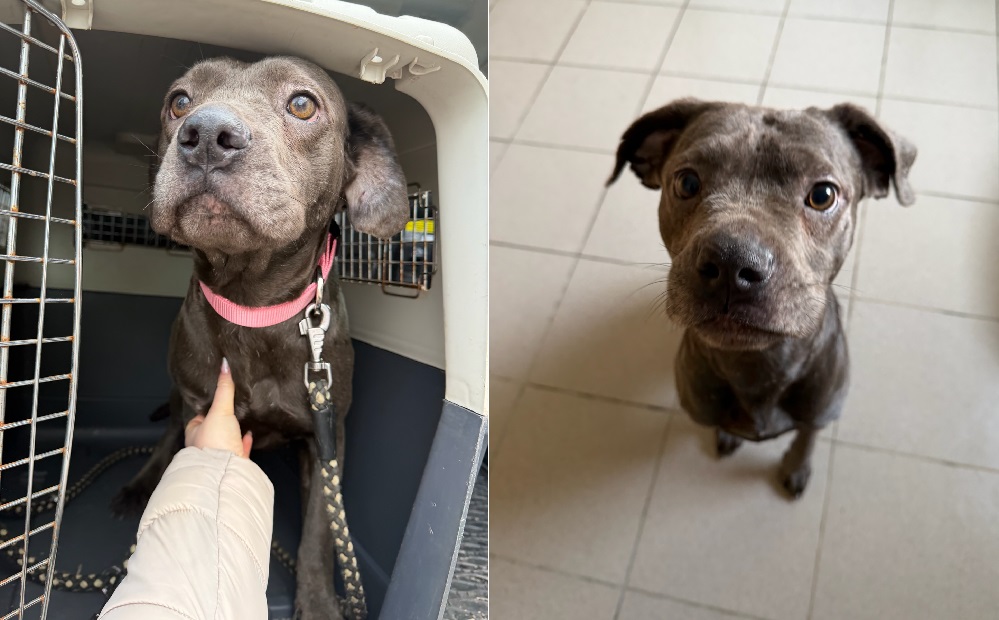 Fenka z nezvládnutého chovu v Pohořelicích