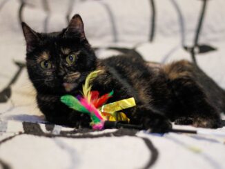 Nina hledá dočasnou péči bez dalších zvířat.