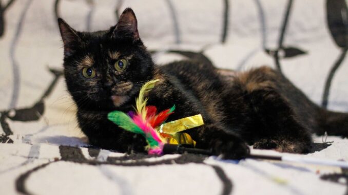 Nina hledá dočasnou péči bez dalších zvířat.