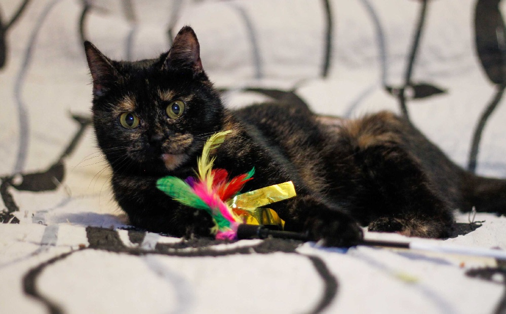 Nina hledá dočasnou péči bez dalších zvířat.