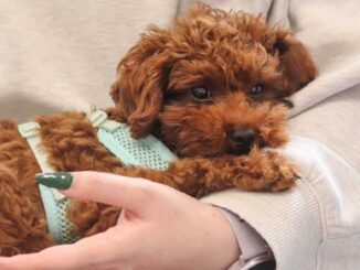 Nemocné štěňátko zachráněné z množírny čeká náročná veterinární péče