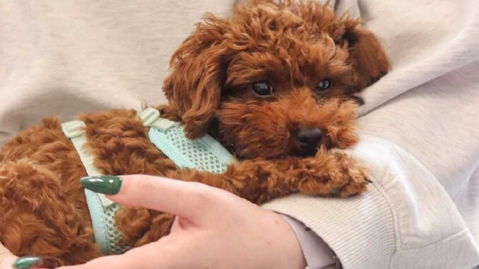 Nemocné štěňátko zachráněné z množírny čeká náročná veterinární péče