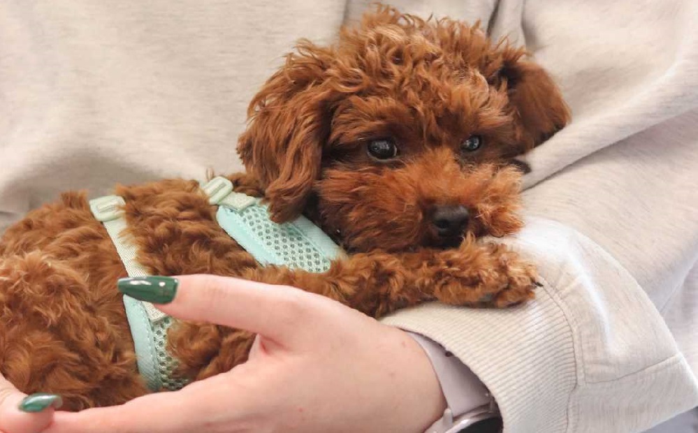 Nemocné štěňátko zachráněné z množírny čeká náročná veterinární péče