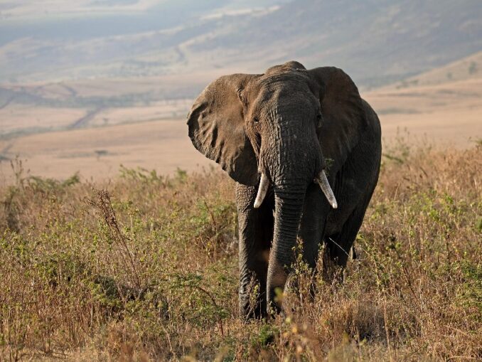 Dobrodružství Gangu odvážných zavede čtenáře tentokrát do Afriky