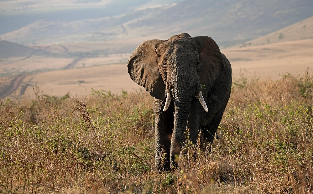 Dobrodružství Gangu odvážných zavede čtenáře tentokrát do Afriky